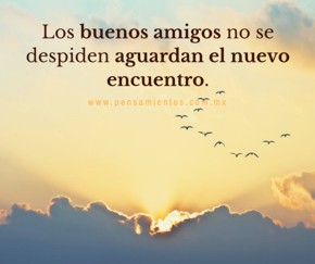 ¿A dónde van los gorriones cuando se mueren?