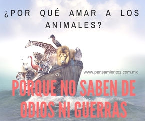 Por qu&eacute; amar a los animales
